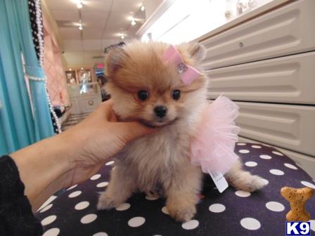 pomeranian puppy posted by tcuppuppiesforsale4