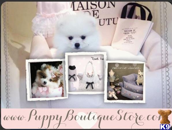 pomeranian puppy posted by tcuppuppiesforsale4