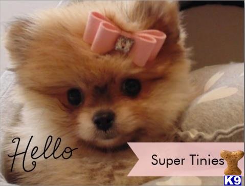 pomeranian puppy posted by tcuppuppiesforsale4
