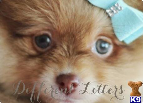 pomeranian puppy posted by tcuppuppiesforsale4