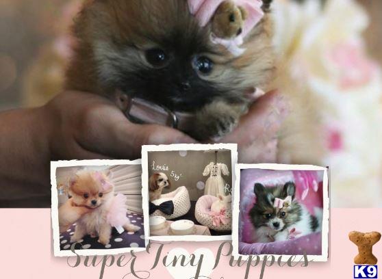 pomeranian puppy posted by tcuppuppiesforsale4