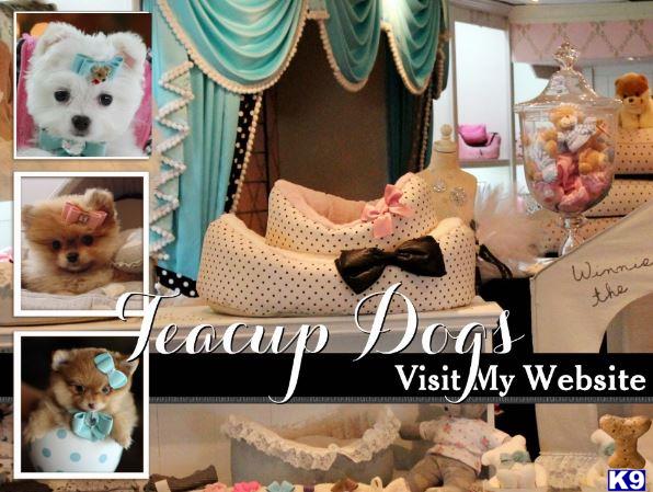 pomeranian puppy posted by tcuppuppiesforsale4