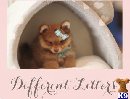 pomeranian puppy posted by tcuppuppiesforsale4