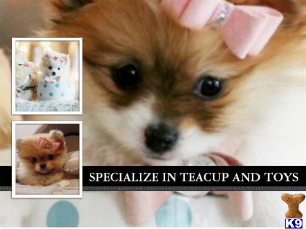 puppies financing available pomeranian puppy for sale financing available 2 years puppies financing available pomeranian puppy for sale financing available 2 years