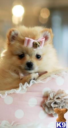 smallest pomeranian in the world pomeranian puppy for sale we finance the smallest pomeranians in the world v 3 months smallest pomeranian in the world pomeranian puppy for sale we finance the smallest pomeranians in the world v 3 months