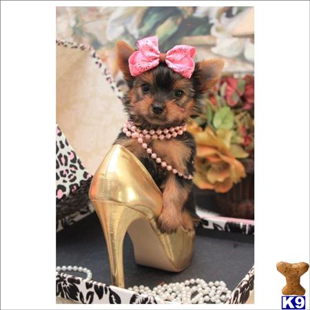 puppy for sale websites terrier puppy for sale visit my beautiful website florida cutest and smal 3 puppy for sale websites terrier puppy for sale visit my beautiful website florida cutest and smal 3