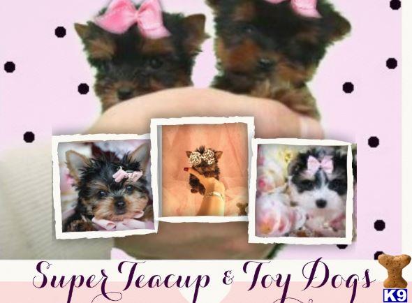 yorkshire terrier puppy posted by tcuppuppiesforsale4