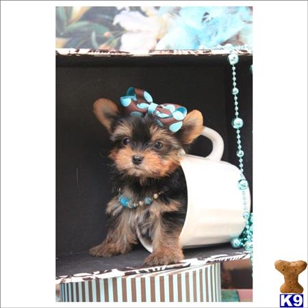 yorkshire terrier puppy posted by tcuppuppiesforsale4