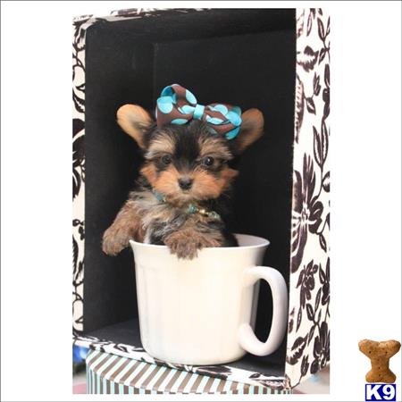 yorkshire terrier puppy posted by tcuppuppiesforsale4