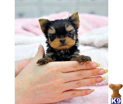 yorkshire terrier puppy posted by tcuppuppiesforsale4