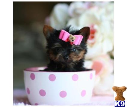 yorkshire terrier puppy posted by tcuppuppiesforsale4