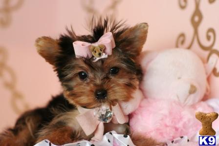 yorkshire terrier puppy posted by tcuppuppiesforsale4