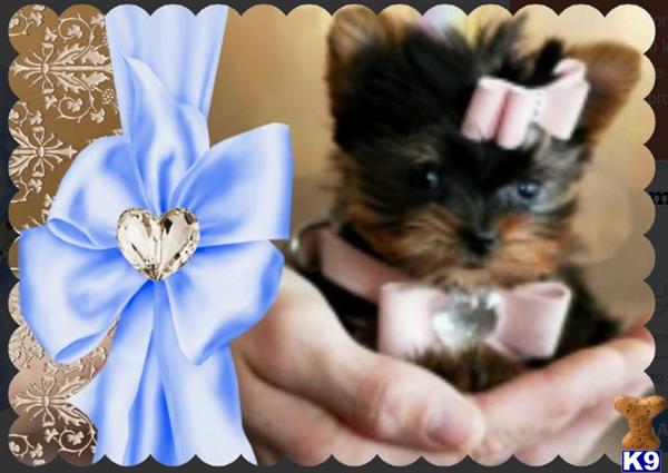 yorkshire terrier puppy posted by tcuppuppiesforsale4