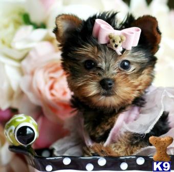 yorkshire terrier puppy posted by tcuppuppiesforsale4