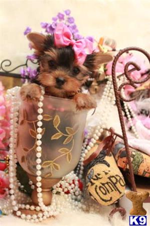 yorkshire terrier puppy posted by tcuppuppiesforsale4