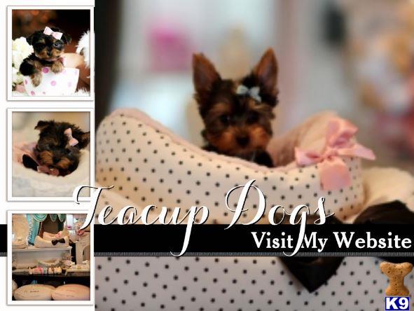 puppy for sale websites terrier puppy for sale check out my beautiful website gorgeous boutique 8 puppy for sale websites terrier puppy for sale check out my beautiful website gorgeous boutique 8