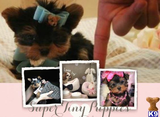 yorkie breeders ta fl terrier puppy for sale finance a beautiful yorkie today all sizes ta 10 yorkie breeders ta fl terrier puppy for sale finance a beautiful yorkie today all sizes ta 10