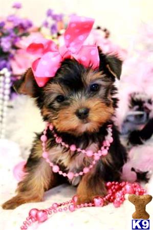 puppies financing available terrier puppy for sale financing available and takes 5 mins stunning yor 8 puppies financing available terrier puppy for sale financing available and takes 5 mins stunning yor 8