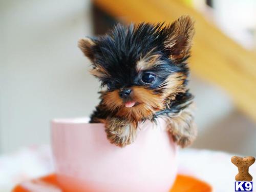 puppies financing available terrier puppy for sale yorkie puppies we ship financing available 7 puppies financing available terrier puppy for sale yorkie puppies we ship financing available 7