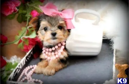 Yorkshire Terrier puppy for sale