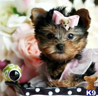 Yorkshire Terrier puppy for sale