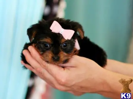 Yorkshire Terrier puppy for sale