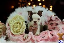 boston terrier puppy posted by tcuppuppiesforsale5
