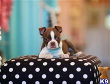 boston terrier puppy posted by tcuppuppiesforsale5