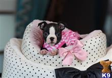 boston terrier puppy posted by tcuppuppiesforsale5
