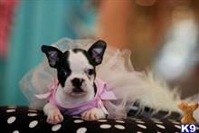 boston terrier puppy posted by tcuppuppiesforsale5
