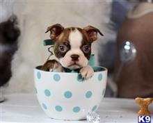 boston terrier puppy posted by tcuppuppiesforsale5
