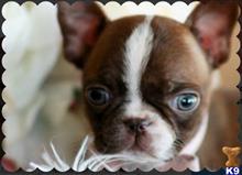 boston terrier puppy posted by tcuppuppiesforsale5