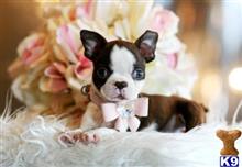 boston terrier puppy posted by tcuppuppiesforsale5