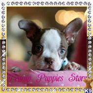 boston terrier puppy posted by tcuppuppiesforsale5