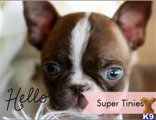 boston terrier puppy posted by tcuppuppiesforsale5