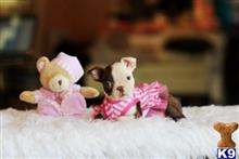 boston terrier puppy posted by tcuppuppiesforsale5