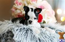 boston terrier puppy posted by tcuppuppiesforsale5