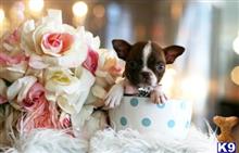 boston terrier puppy posted by tcuppuppiesforsale5
