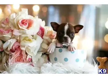 a boston terrier dog in a basket with flowers