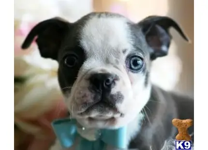 Boston Terrier