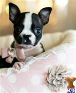 boston terrier puppy posted by tcuppuppiesforsale5