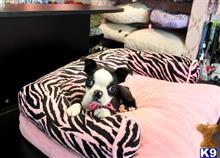 boston terrier puppy posted by tcuppuppiesforsale5