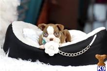 boston terrier puppy posted by tcuppuppiesforsale5