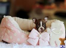boston terrier puppy posted by tcuppuppiesforsale5