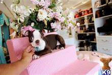 boston terrier puppy posted by tcuppuppiesforsale5