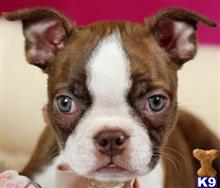 boston terrier puppy posted by tcuppuppiesforsale5