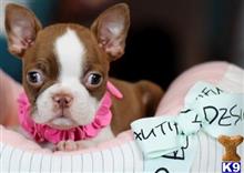 boston terrier puppy posted by tcuppuppiesforsale5
