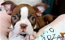 boston terrier puppy posted by tcuppuppiesforsale5