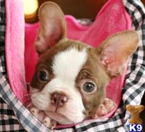 boston terrier puppy posted by tcuppuppiesforsale5