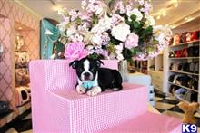 boston terrier puppy posted by tcuppuppiesforsale5